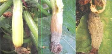 吃瓜黑料网有病毒吗,病毒风险与网络安全警示