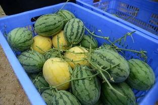 青田网红吃瓜群微信号,揭秘幕后故事与热门话题