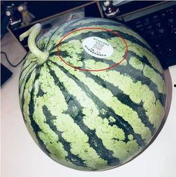 网红吃瓜跳舞最新版