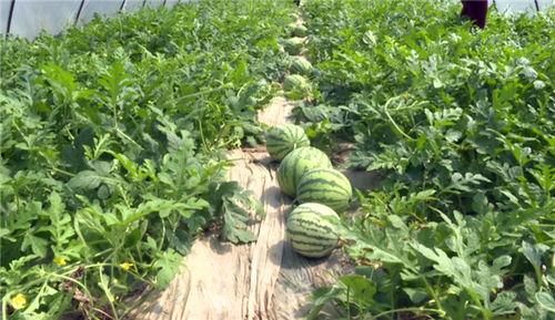 最近吴川网红吃瓜事件,揭秘网络舆论的风云变幻