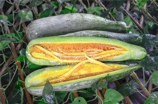 徐州百万网红吃瓜