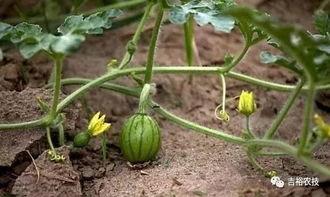 长垣吃瓜的网红地点,吃瓜群众的美食天堂