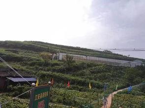 陇南文县网红吃瓜事件