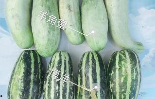 诸暨吃瓜网红是谁,网络红人的崛起与影响力